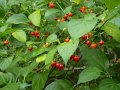 048_Cascade_Tremembe_piment doux